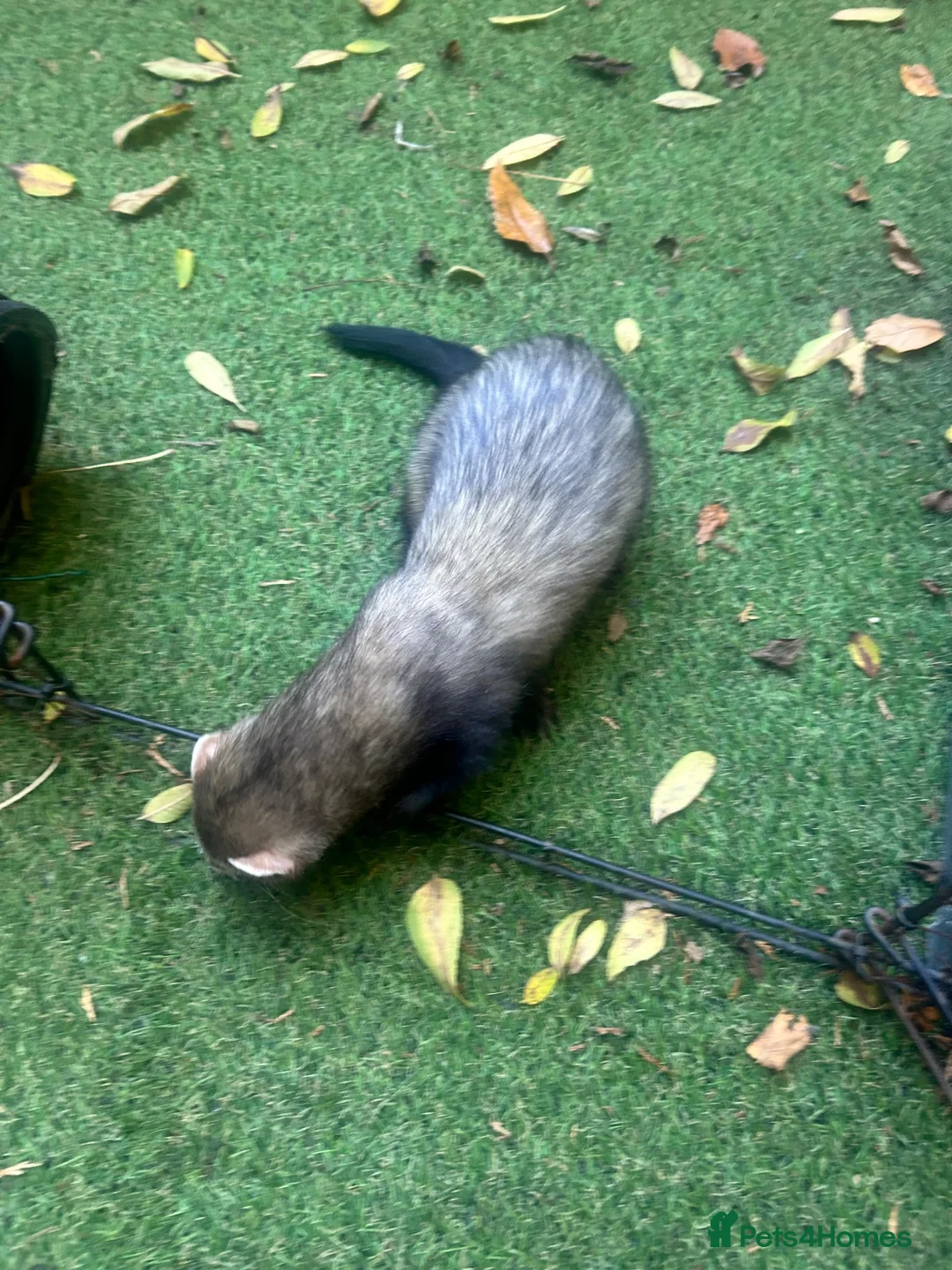 Ferret rodents for sale: Two Boi Ferrets available - Advert 2