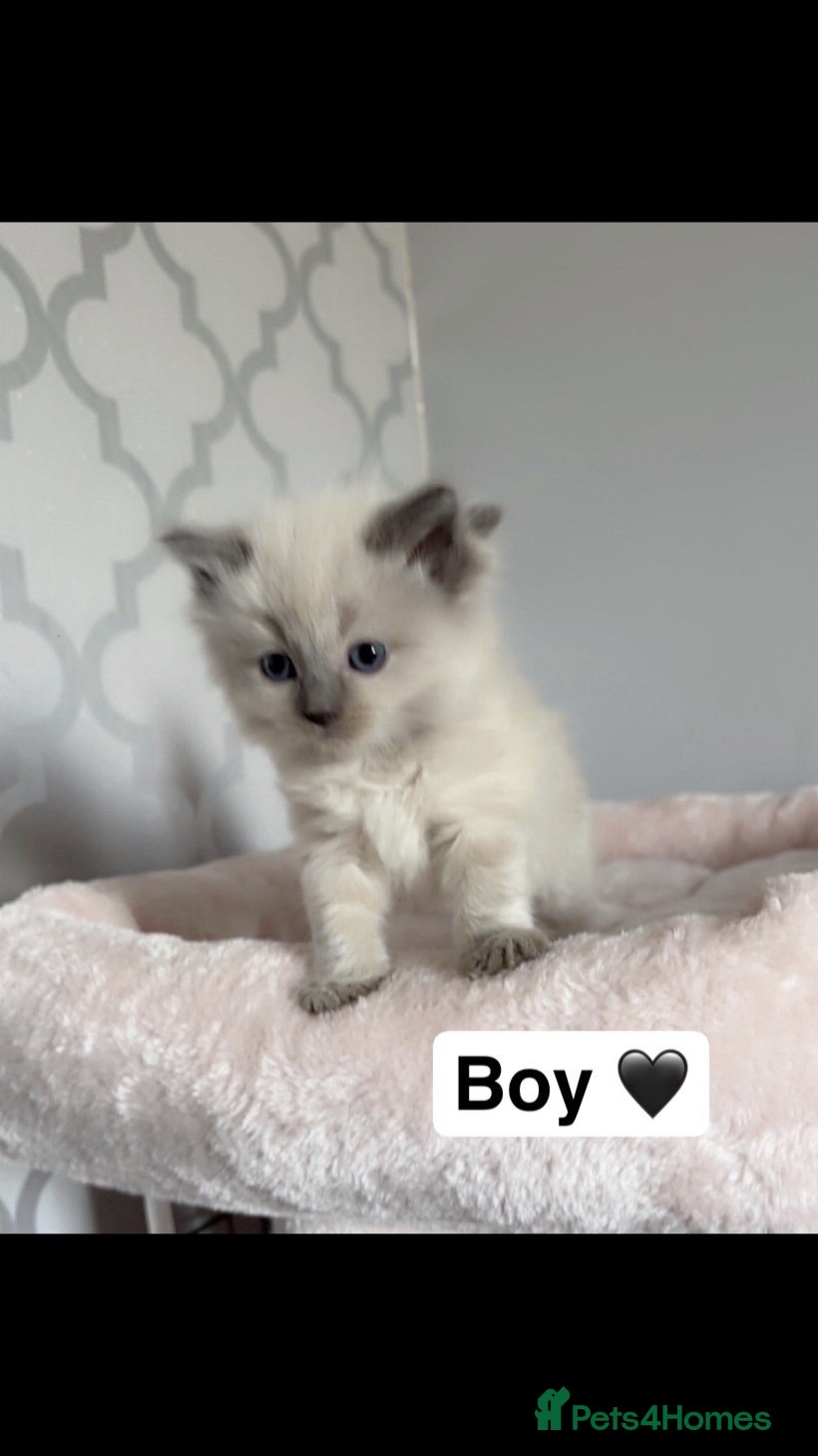 Ragdoll cats 💙*reduced*fluffy Ragdoll babies💙 - Advert 1