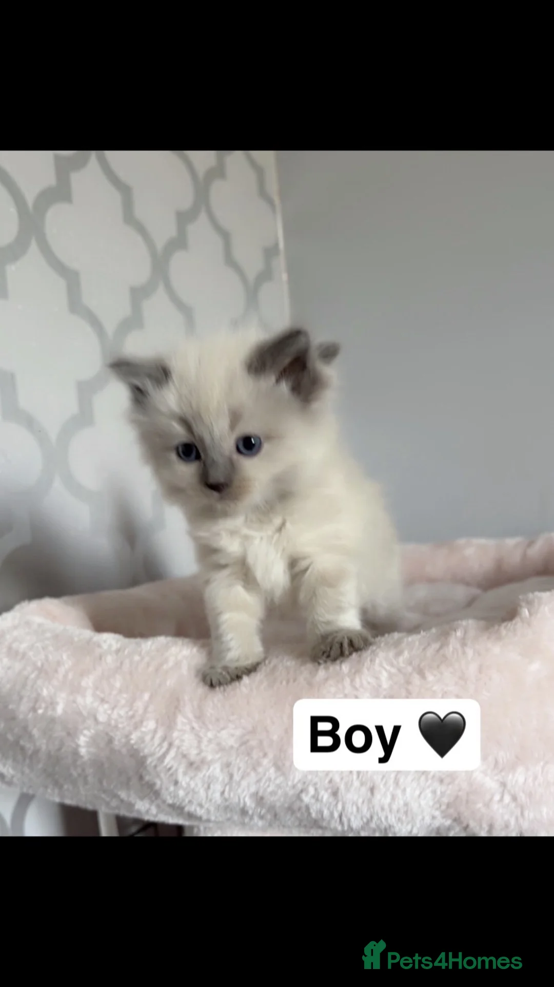 Ragdoll cats for sale: 💙1 fluffy bluepoint Ragdoll boy💙 - Advert 2