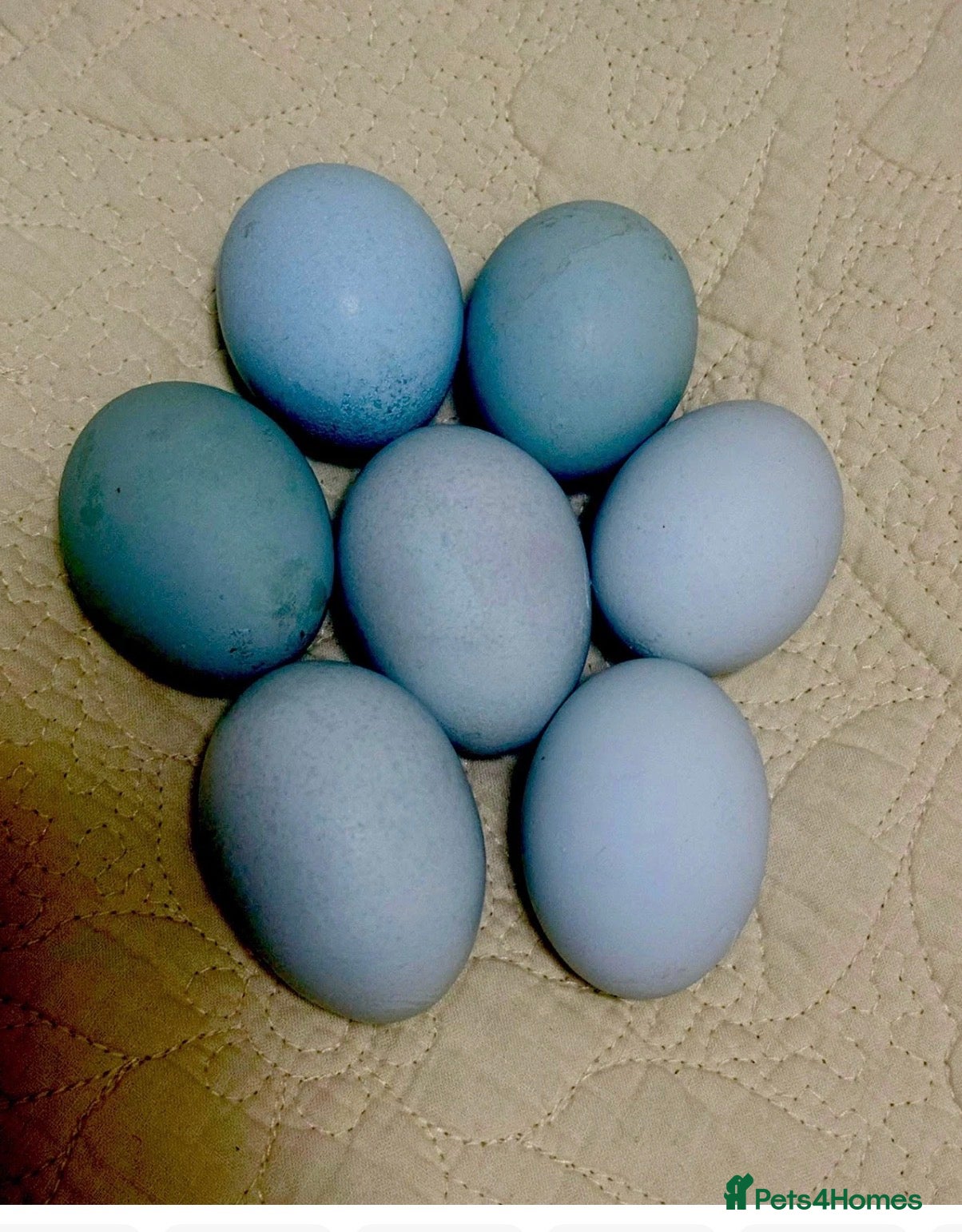 Chickens poultry Hatching eggs, day old chicks. Opal, silverudd - Advert 1