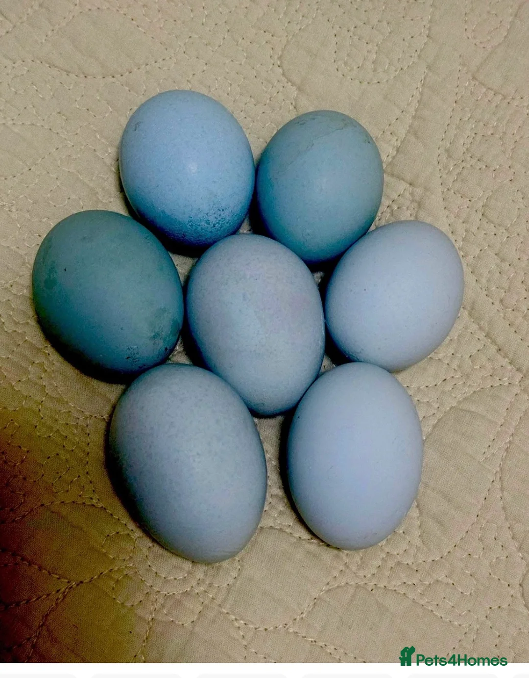 Chickens poultry for sale: Hatching eggs, day old chicks. Opal, silverudd - Advert 1