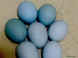 Chickens poultry Hatching eggs, day old chicks. Opal, silverudd - Advert 1