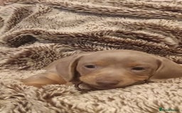 Miniature Dachshund dogs for sale: DWKC-REGISTERED- Miniature Dachshund Puppies  - Image 8