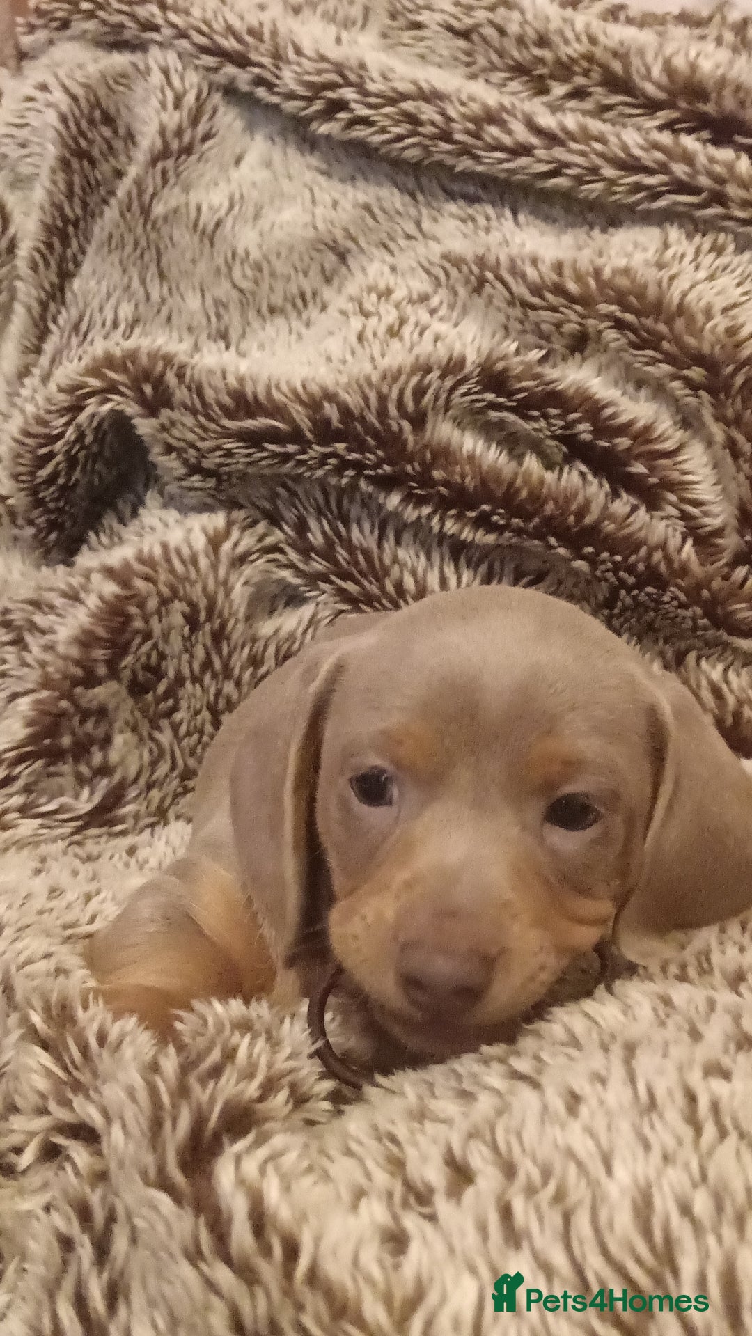 Miniature Dachshund dogs for sale: DWKC-REGISTERED- Miniature Dachshund Puppies  - Image 8