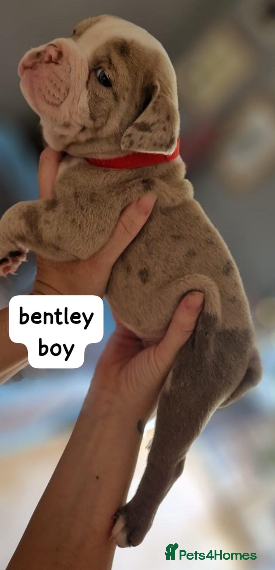 English Bulldog dogs for sale: Olde English bulldog puppies  - Image 12