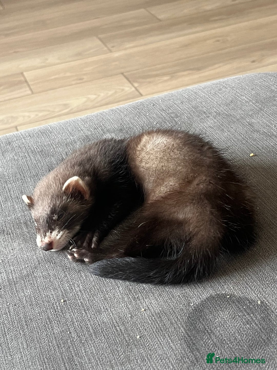 Ferret rodents for sale: Beautiful ferret  - Image 4
