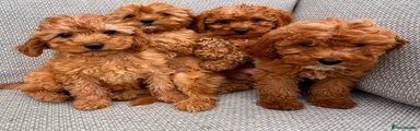 Cavapoo 2