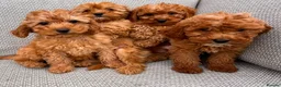 Cavapoo dogs for sale: Cava poo puppies for sale  - Advert 7