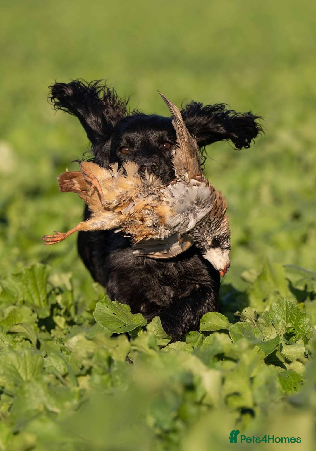 Cocker Spaniel dogs for stud: Extensively Health Tested KC Cocker - WELL PROVEN in Lincoln - Image 3