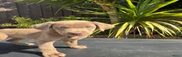 Labrador Retriever dogs for sale: ghost’s beautiful dozen - Advert 29