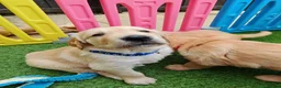 Golden Retriever dogs for sale: READY TO RESERVE  in Bradford - Advert 13