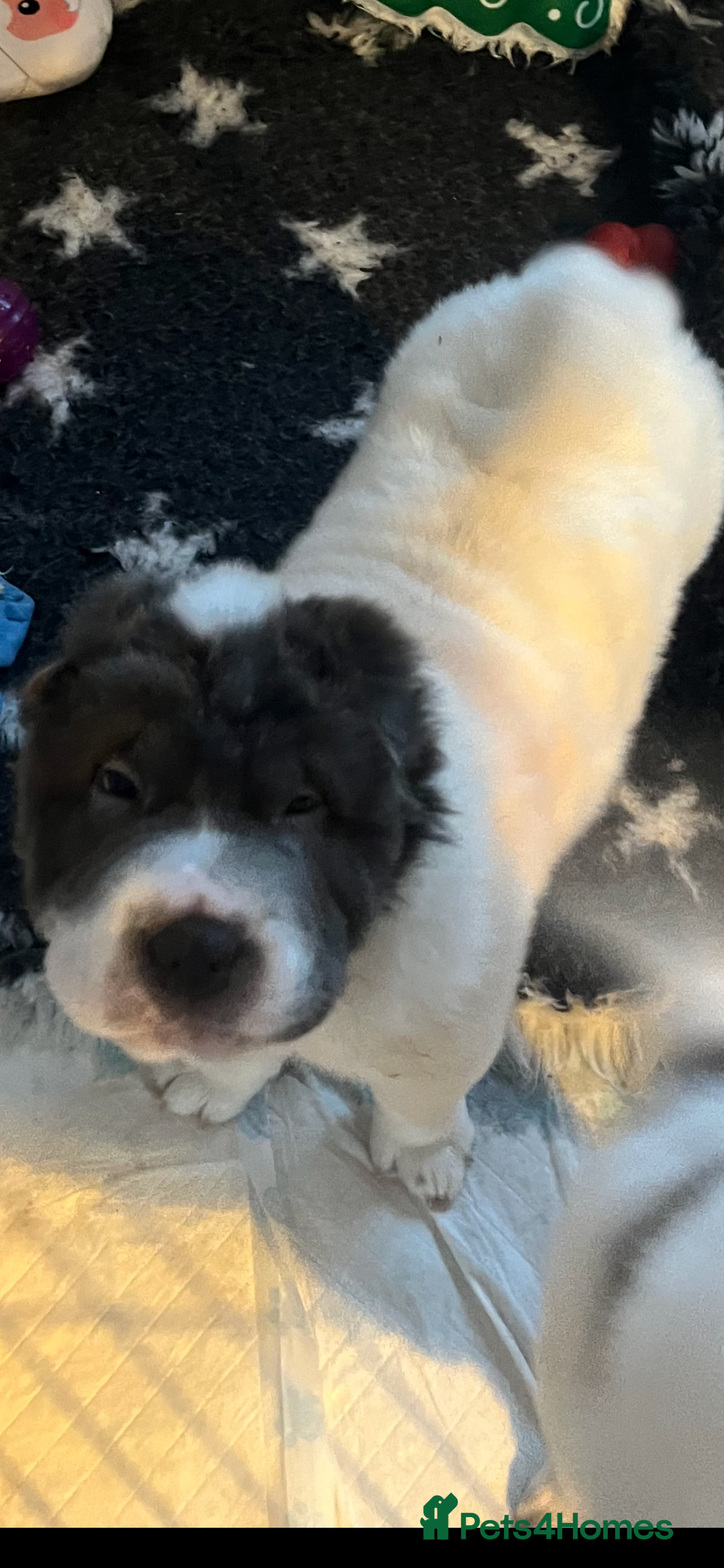 Shar Pei dogs **Ready stunning kc reg bears !!! - Advert 5