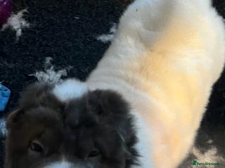 Shar Pei dogs **Ready stunning kc reg bears !!! - Advert 5