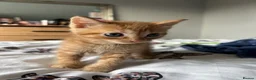Mixed Breed cats for sale: 3 beautiful kittens  - Advert 3