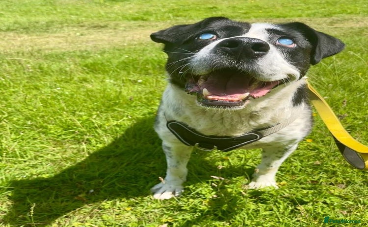 Mixed Breed dogs - Advert 15