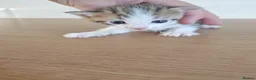 Mixed Breed cats for sale: 4 kittens  - Advert 4