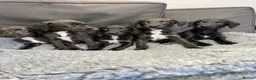 Mixed Breed dogs for sale: BEDDY  WHIPPET PUPS - Advert 17