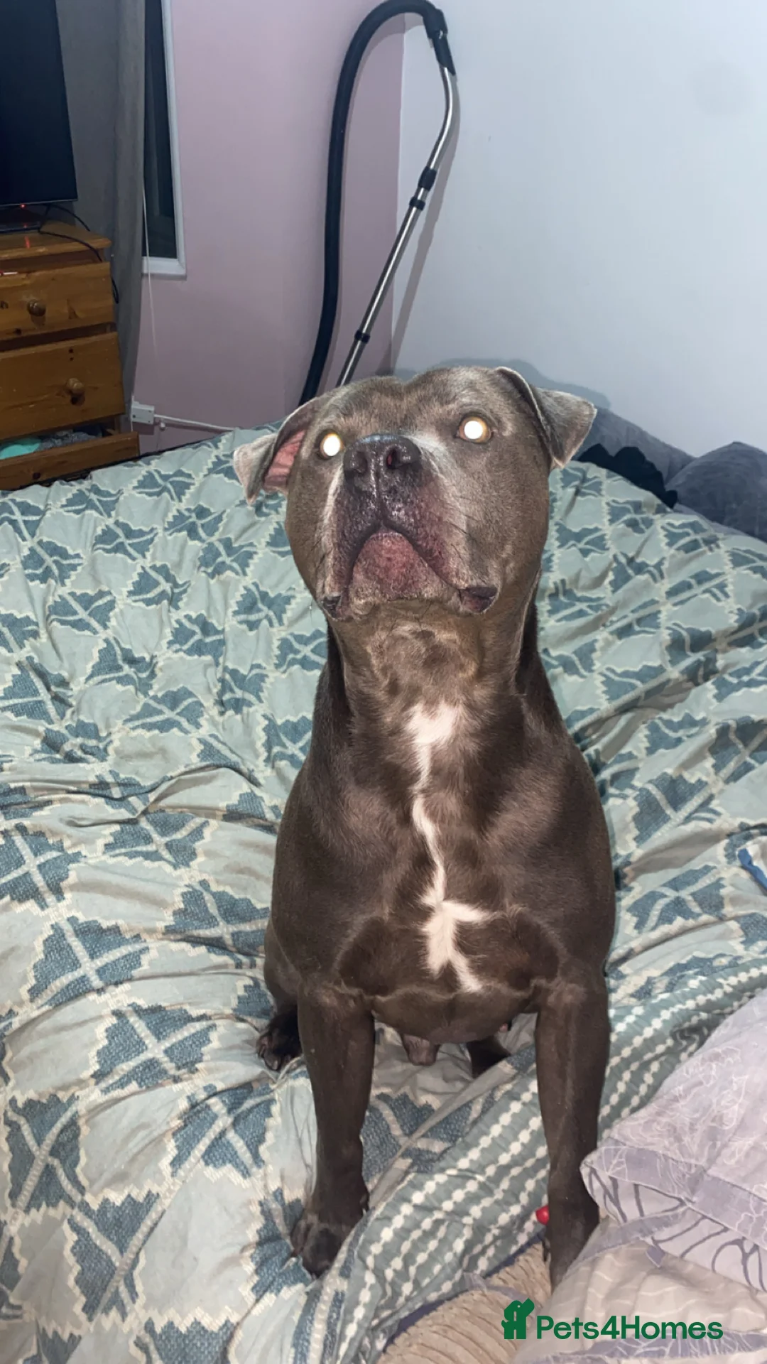 Staffordshire Bull Terrier dogs for sale: Male staff - Advert 3