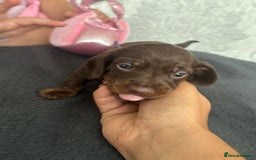 Miniature Dachshund dogs for sale: Miniature dachshund puppies - Image 3
