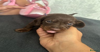 Miniature Dachshund dogs - Advert 1