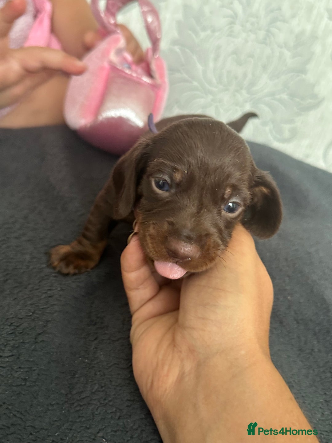 Miniature Dachshund dogs for sale: Miniature dachshund puppies - Image 3