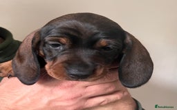 Dachshund dogs for sale: FULLY health tested KC wirehair dachshund (Teckel) - Image 4