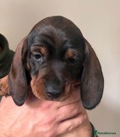 Dachshund dogs FULLY health tested KC wirehair dachshund (Teckel) - Advert 3