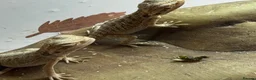 Bearded Dragon reptiles for sale: Baby Bearded Dragons. Visual Dunners & Hypos - Advert 23