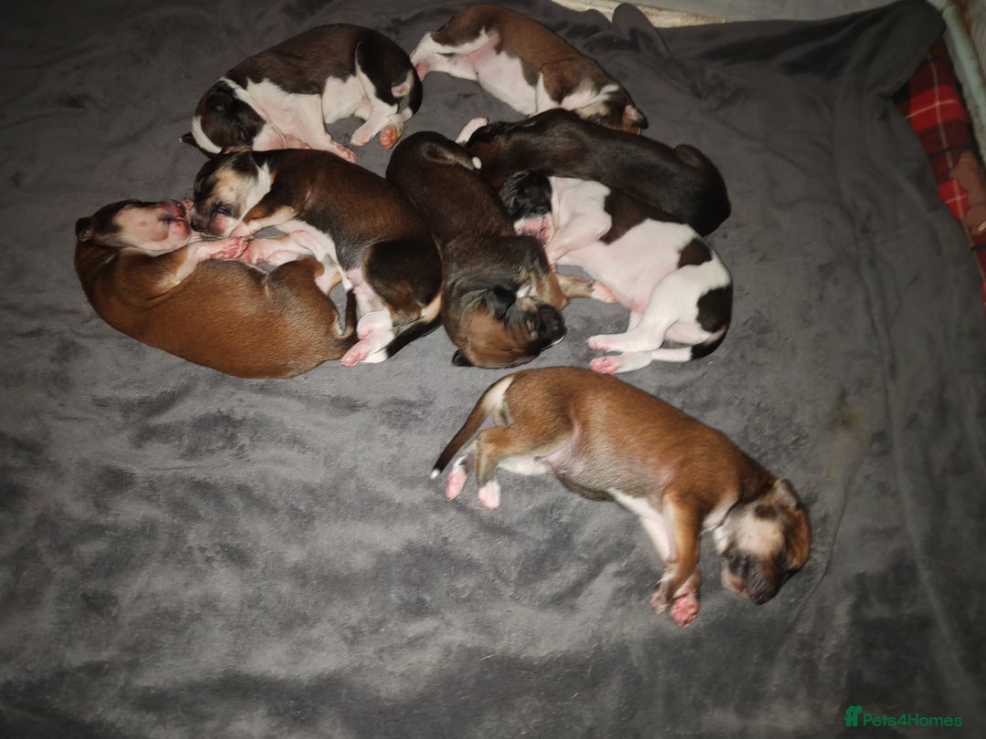 Saluki dogs for sale: Saluki pups  - Image 4