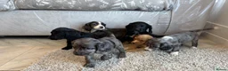 Cocker Spaniel dogs for sale: Cocker spaniel pups - Advert 20