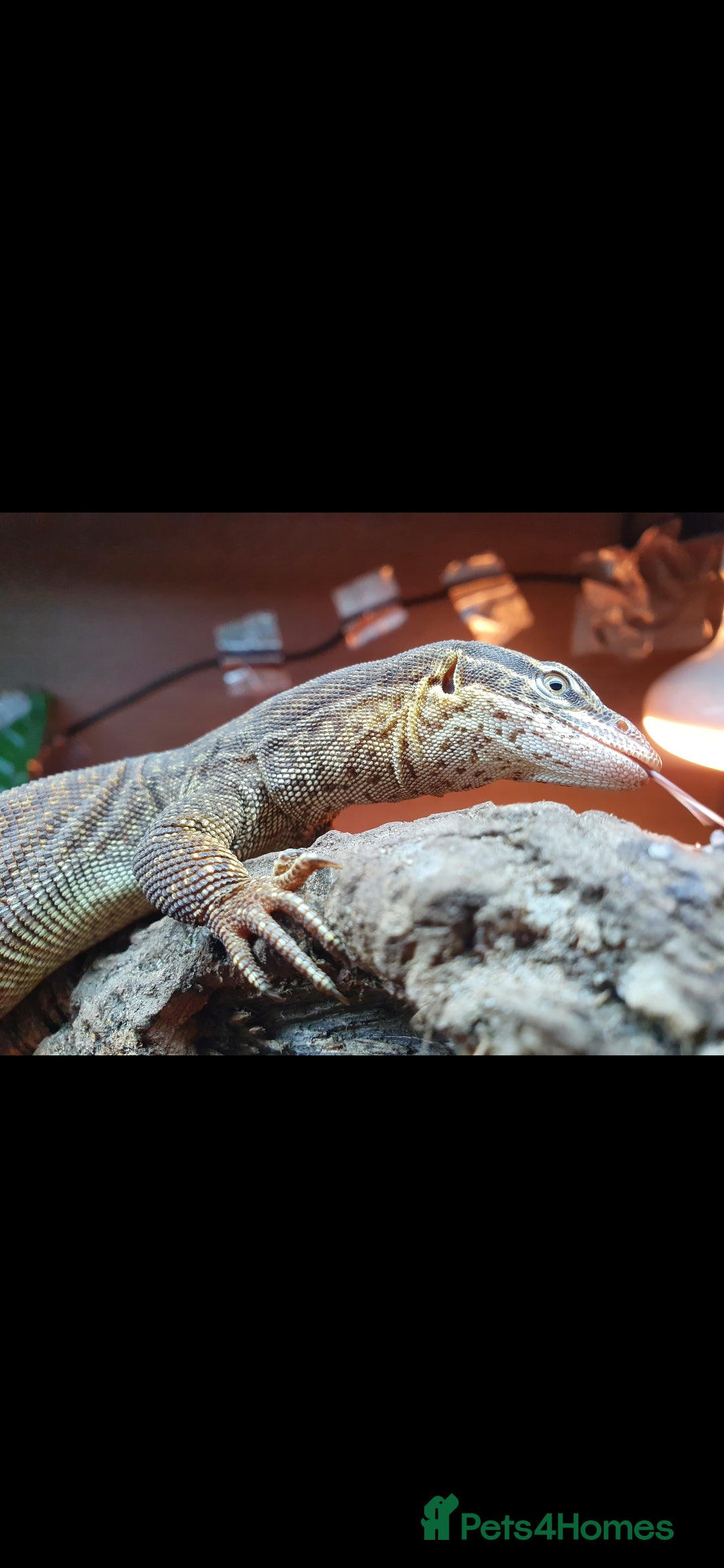 Monitor reptiles for sale: Ackie Monitor  - Advert 5