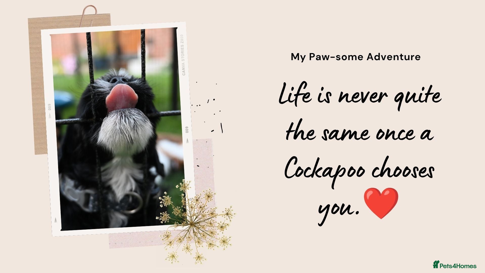 Cockapoo dogs 🐾F2 Cockapoos Puppies Wiltshire💗💗💗💙💙 - Advert 1
