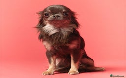 Chihuahua dogs for stud: 1.8kg TikTok star STUD DUTIES ⭐️ - Image 6