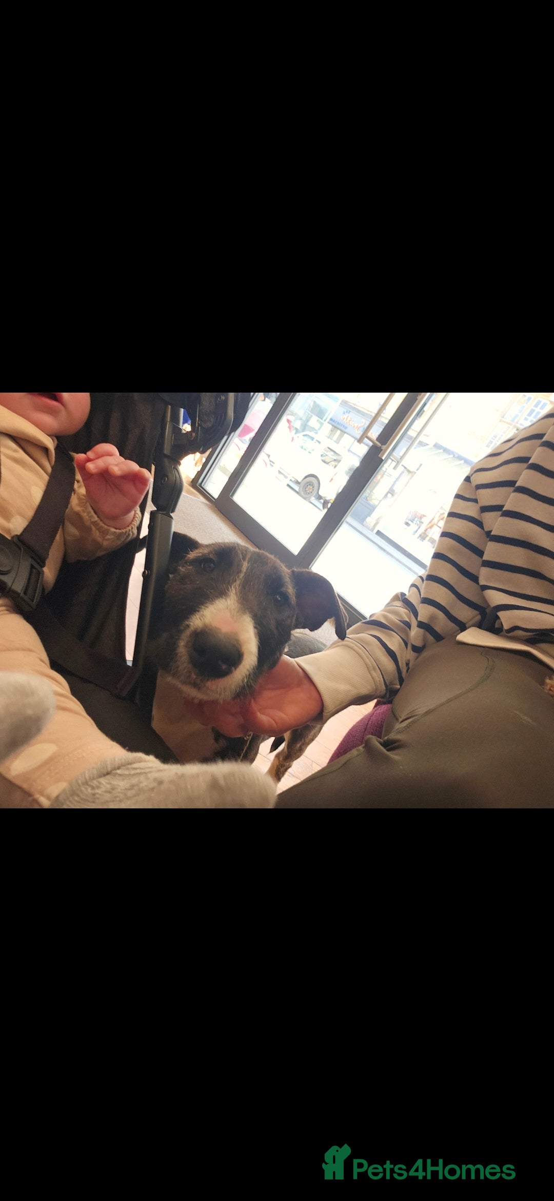 English Bull Terrier dogs for sale: Potato on legs - Advert 14