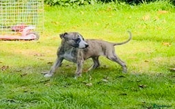 Whippet dogs for sale: SUPER KC Whippet puppies Show bred - Image 27