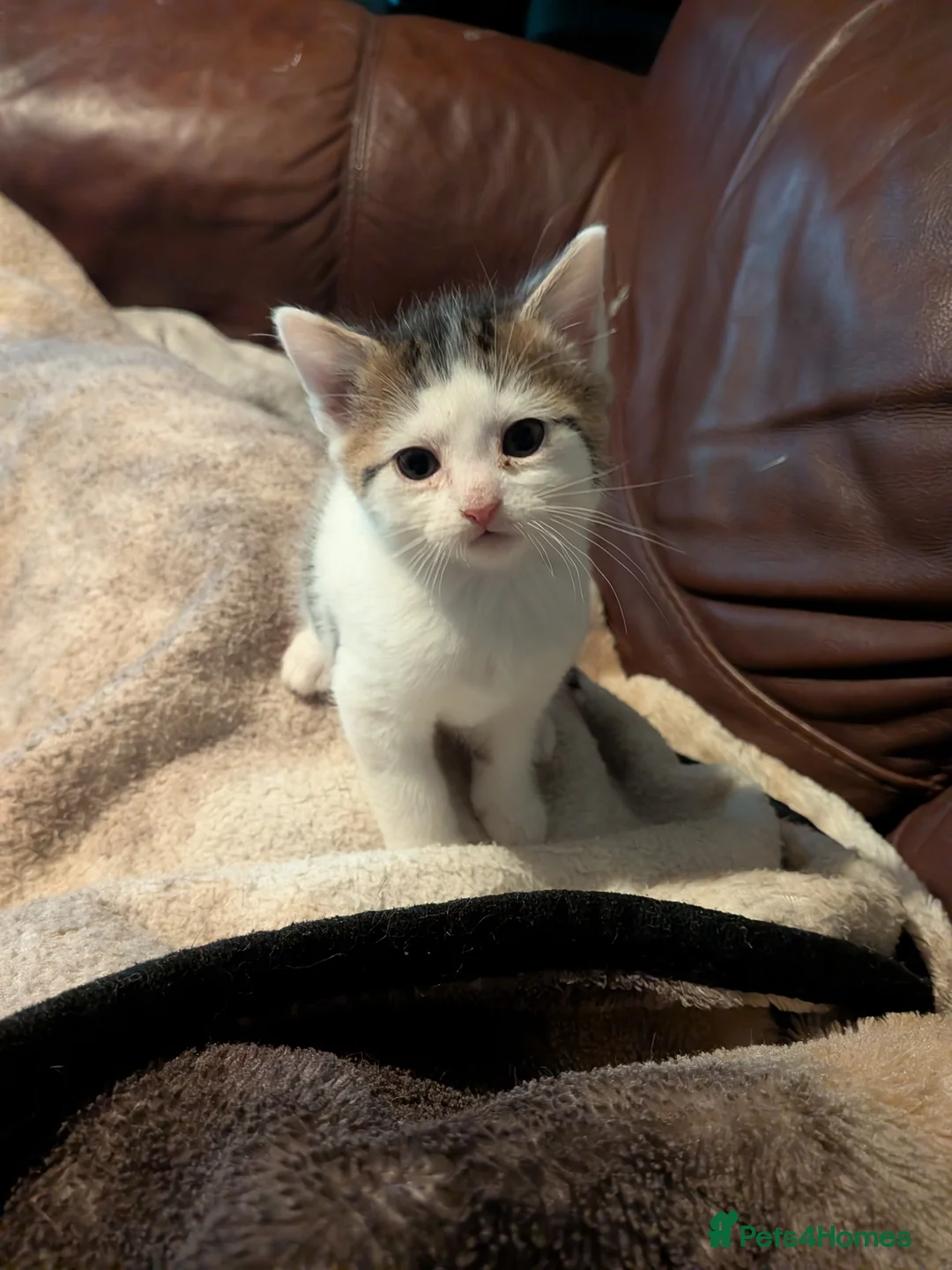 Mixed Breed cats for sale: 2 kitten  - Advert 1