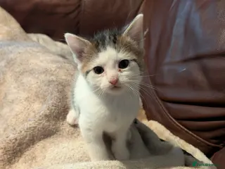 Mixed Breed cats 2 kitten - Advert 4