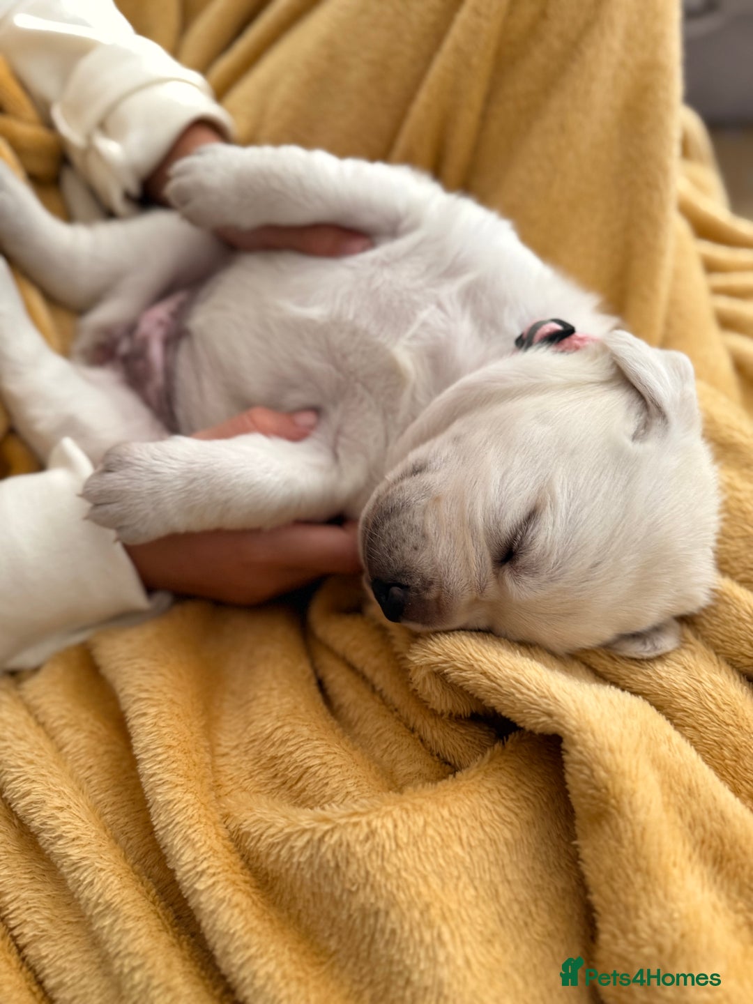 Labrador Retriever dogs for sale: Labrador retriever puppies  - Advert 4