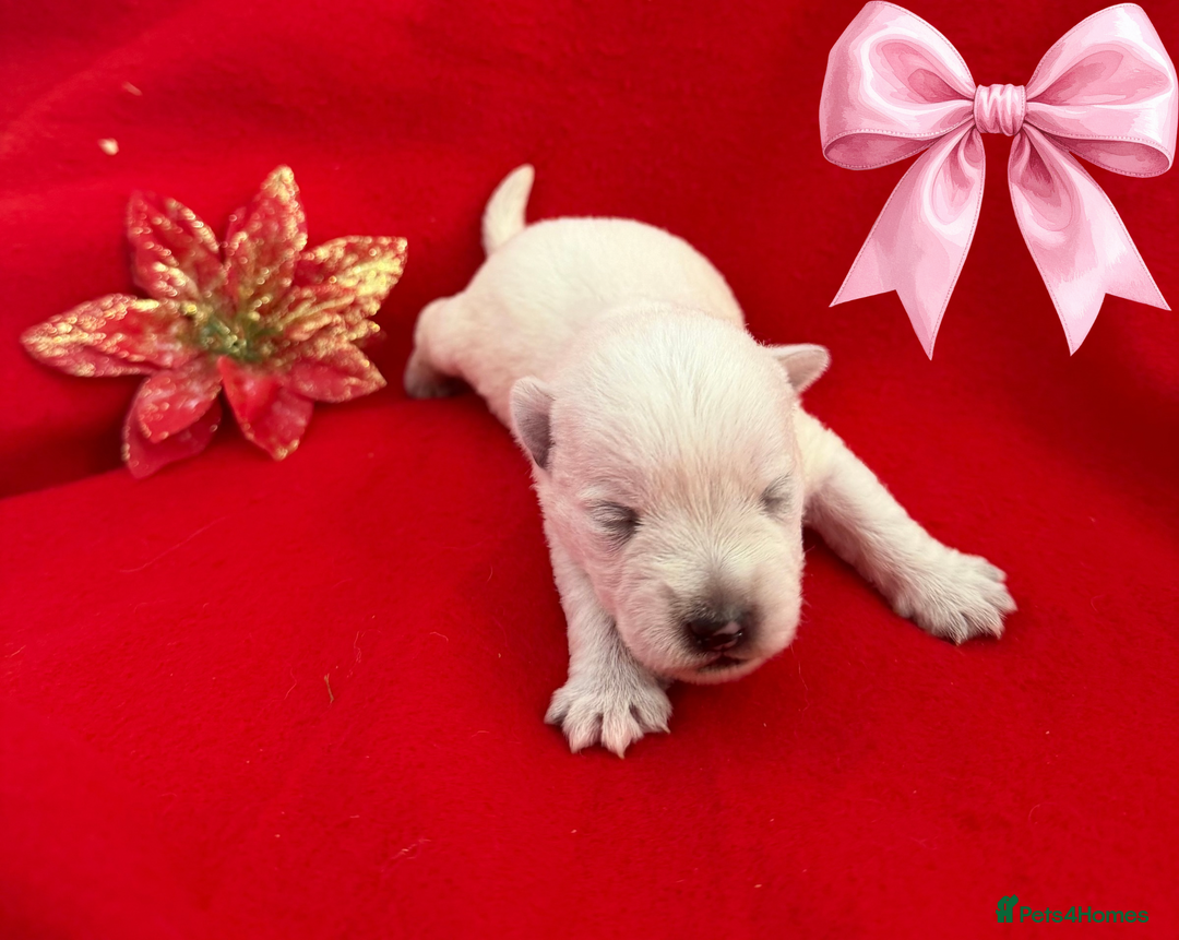 West Highland Terrier dogs for sale: KC West Highland Terriers 🧬 Health Tested Parents - Advert 7