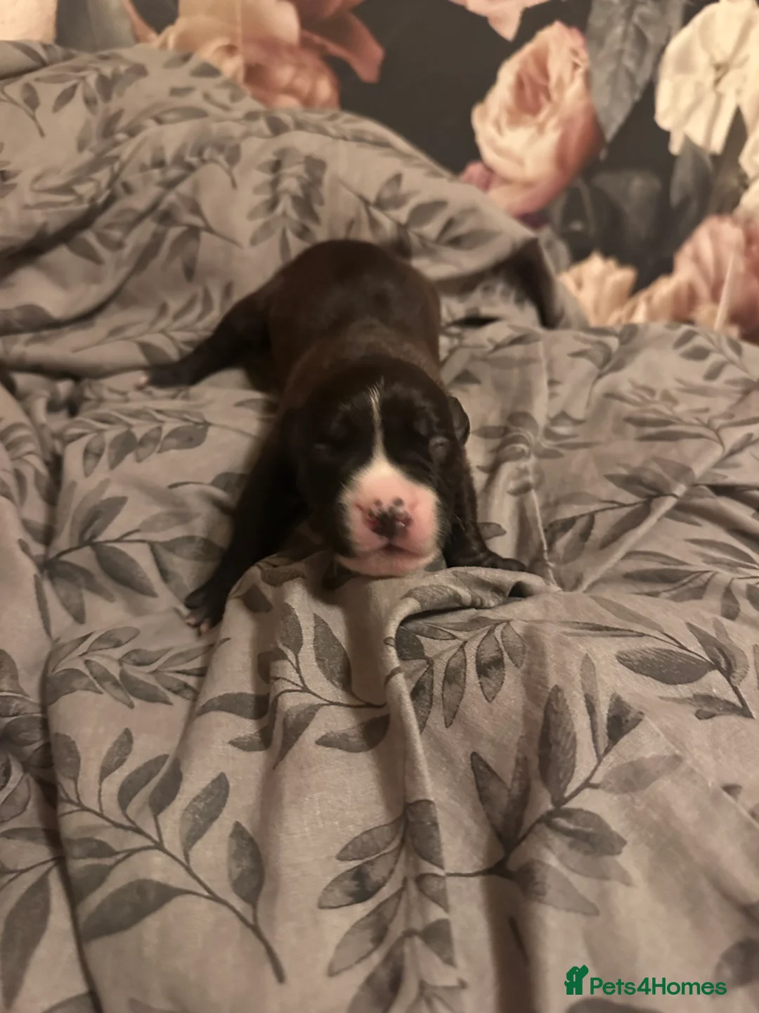 Mixed Breed dogs for sale: Staffy mix Puppies  - Advert 2