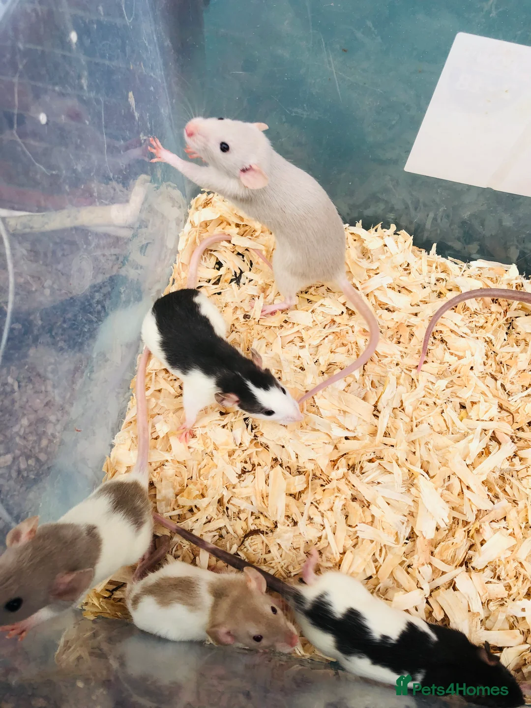 Rat rodents for sale: Rats for sale - Advert 9