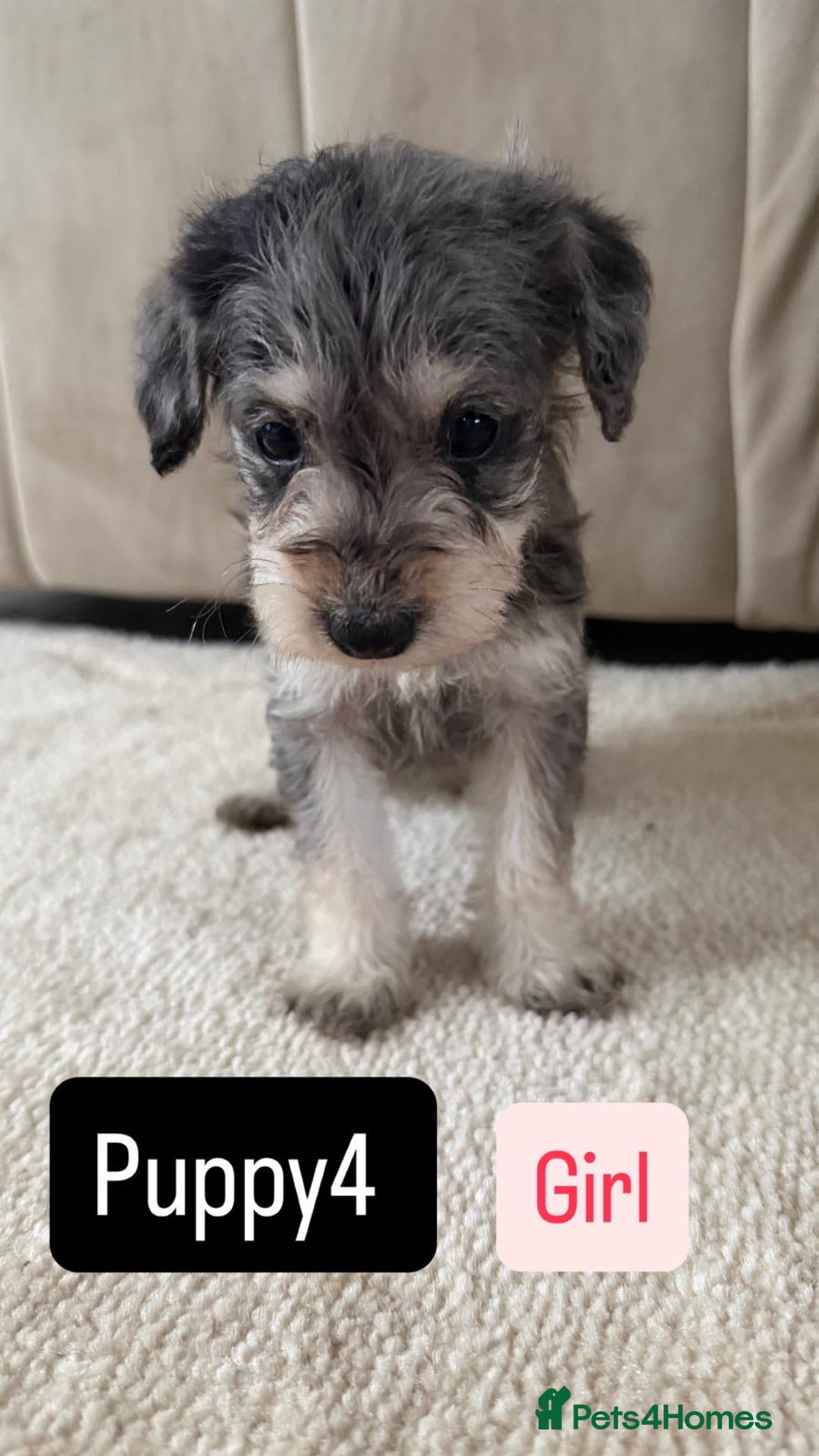 Mixed Breed dogs for sale: Schnoodle puppies for sale  - Advert 20