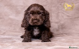 Cocker Spaniel dogs for sale: VERY SPECIAL SOLID CHOCOLATE SHOW TYPES - Image 1