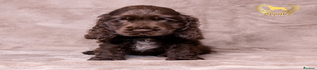 Cocker Spaniel Puppy 2