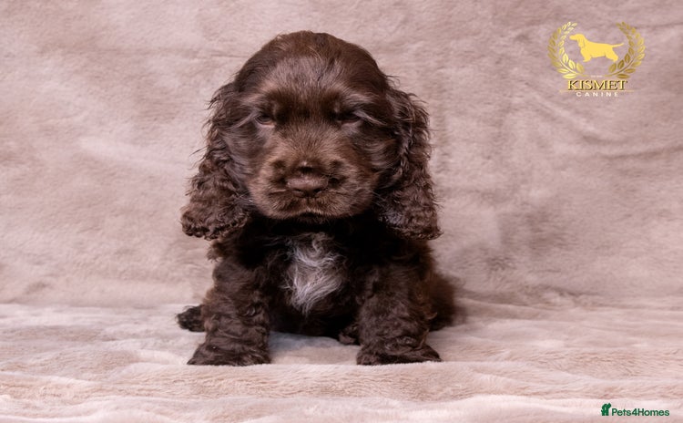 Cocker Spaniel dogs - Advert 1