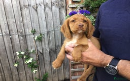 Cocker Spaniel dogs for sale: Cocker Spaniel Puppies  in Loughborough - Image 3