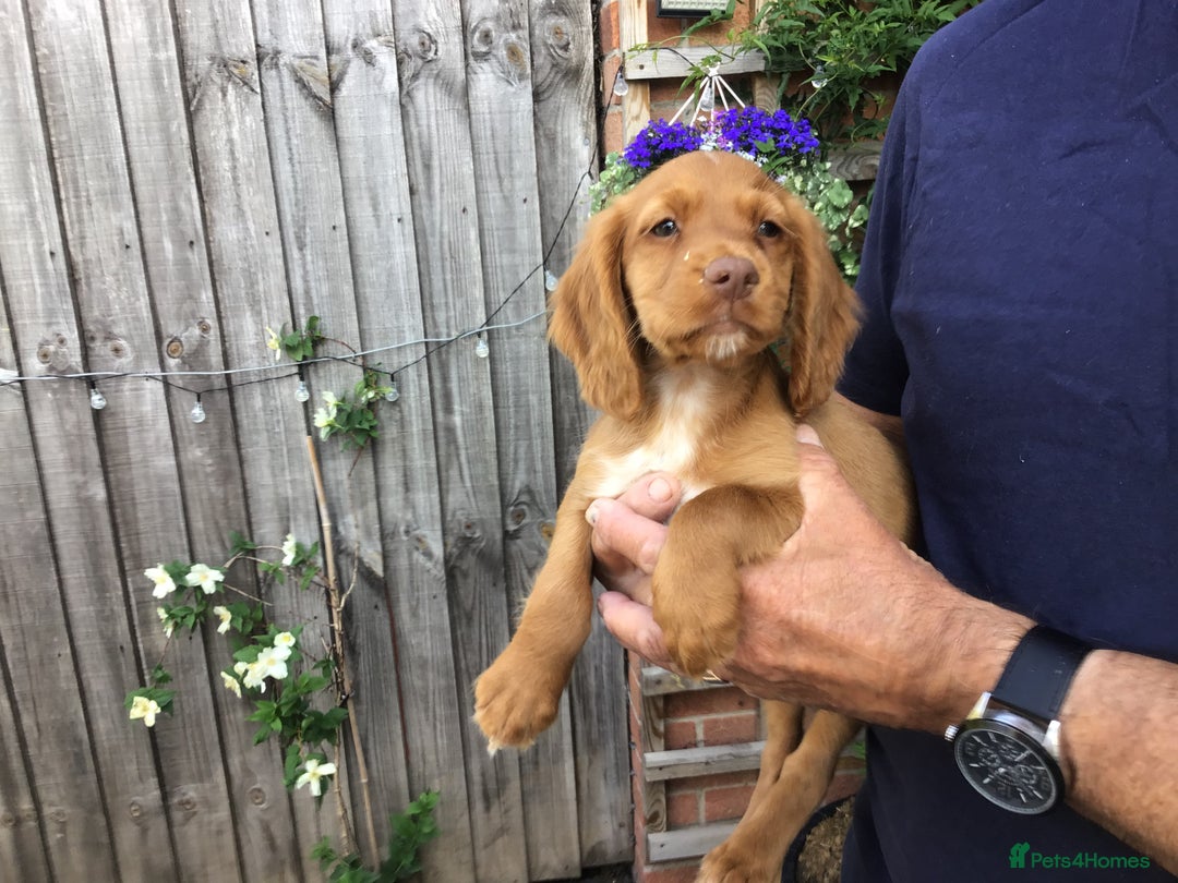 Cocker Spaniel dogs for sale: Cocker Spaniel Puppies  in Loughborough - Image 3