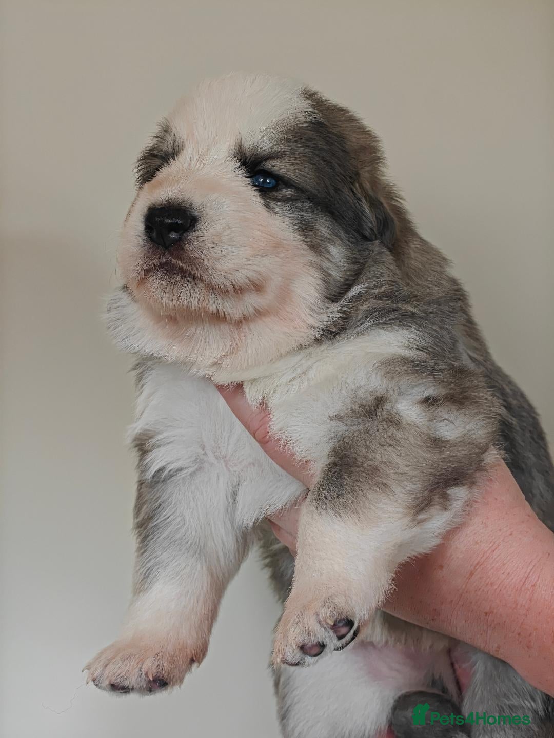 German Shepherd dogs for sale: Long coated litter of GVW GSD pups - Image 6