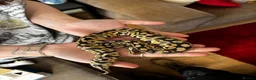 Python Snake reptiles for sale: Pastel Het Clown Ball Python - Advert 3