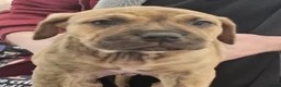 Mixed Breed dogs for sale: Bullmastiff cross cane corso - Advert 17